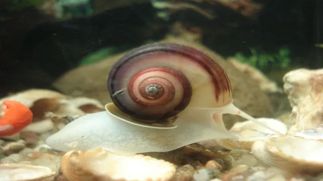 how to clear snails from aquarium