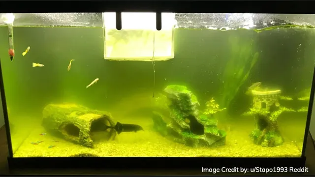 how to clear up algae bloom in aquarium