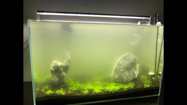 how to clear up bacterial bloom in aquarium