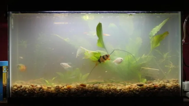 How to Clear Up Murky Aquarium Water: DIY Tips and Tricks