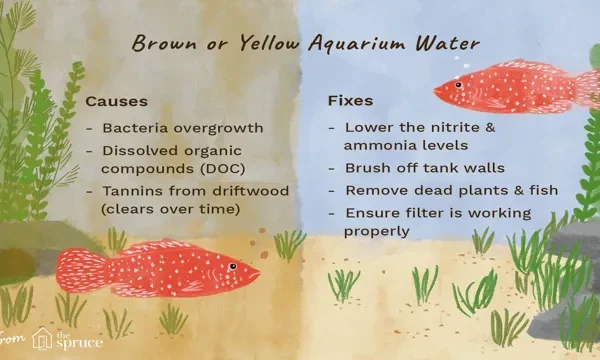 How to Clear Up Yellow Aquarium Water: 7…