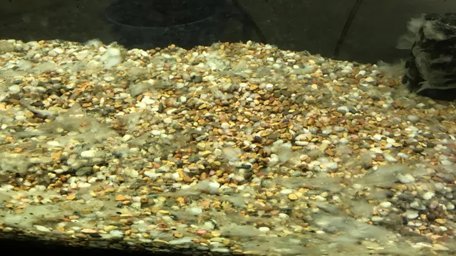 how to clear white algie in aquarium
