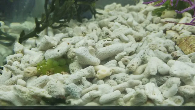 how to clear your aquarium after adding crushed coral