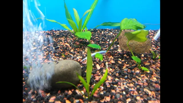 How to Clean Stones for Aquarium Use: Easy Step-by-Step Guide