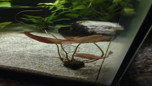 How to Easily Clone a Dwarf Water Lily Plant for Aquarium Use