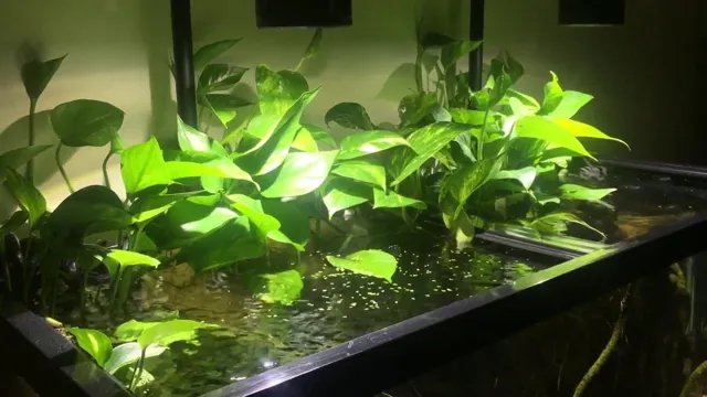 How to Clone Golden Pothos for Aquarium: A Step-by-Step Guide