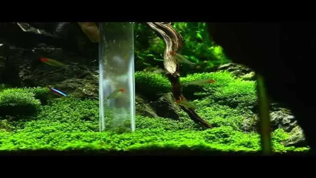 how to coean carpeting aquarium plants