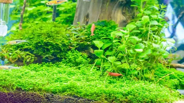 How to Clean Carpeting Aquarium Plants: Tips and Tricks