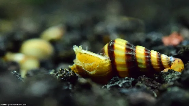 how to collect assassin snails out of a aquarium