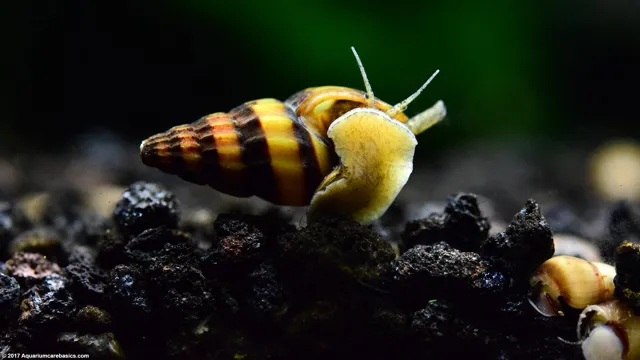 How to Collect Assassin Snails Out of an Aquarium: The Complete Guide