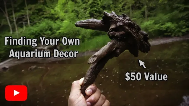 How to Collect Driftwood for Aquarium: Tips and Tricks for Finding the Best Pieces