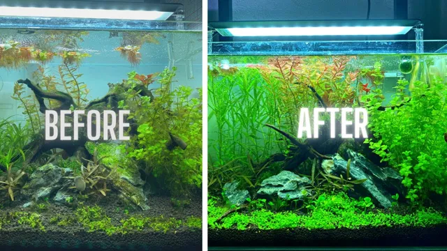 how to combat algae in aquarium