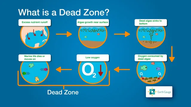 How to Combat Dead Zone in Aquarium: A Step-by-Step Guide to Improving Oxygen Levels