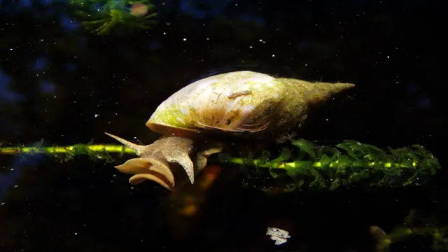 how to control pond snail population in aquarium