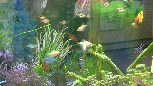 how to control population of live bearers in aquarium