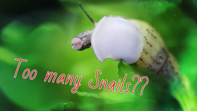 How to Control Snail Population in Aquarium: Tips and Tricks