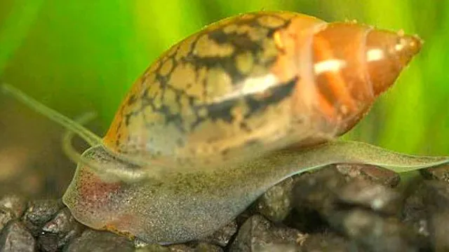 how to control snails in freshwater aquarium