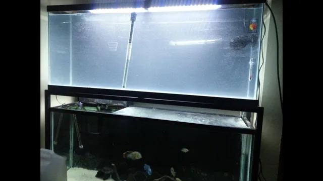 How to Convert a Saltwater Aquarium to Freshwater Aquarium – Complete Guide