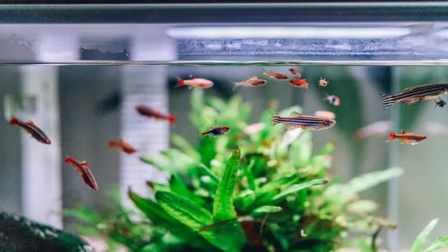 how to cool down a fish aquarium