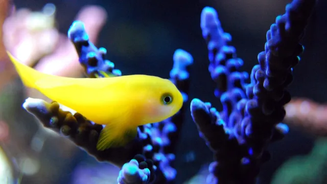 How to Cool Temp in Aquarium: 7 Effective Ways to Keep Your Fish Happy and Healthy