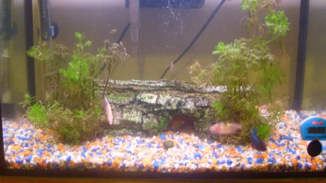 How to Cover Aquarium Filter Intake: Tips and Tricks to Prevent Fish from Getting Stuck