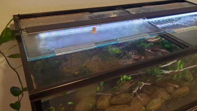 How to Cover Gaps in Aquarium Lid: Tips and Tricks for Securing Your Fish Tank