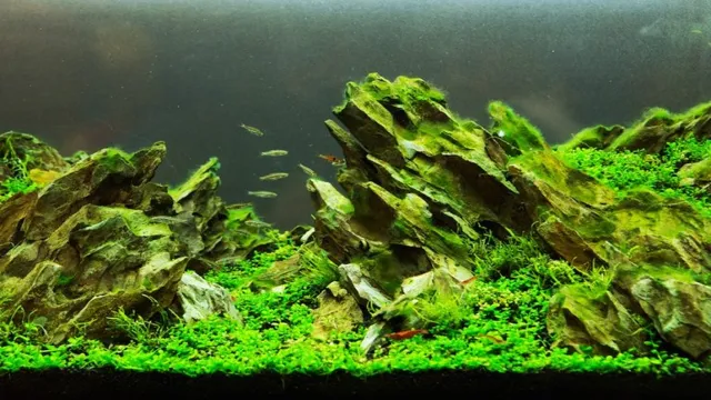 How to Create a Beautiful Planted Aquarium: A Step-by-Step Guide