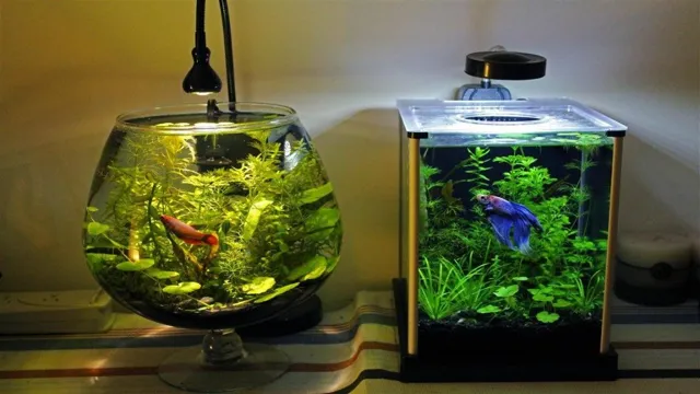 How to Create a Betta Habitat for Your Aquarium: Essential Tips and Tricks