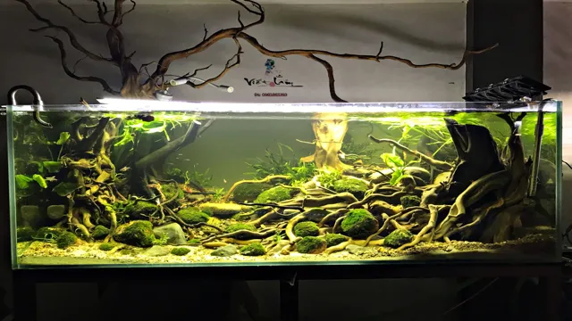 how to create a biotope aquarium
