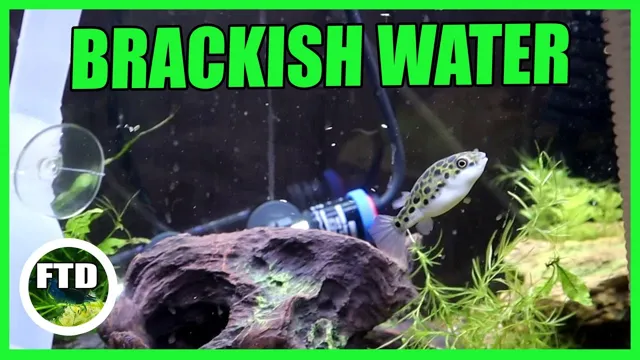 how to create a brackish aquarium