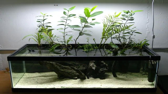 How to Create a Brackish Aquarium: Tips and Tricks for Successful Set-Up