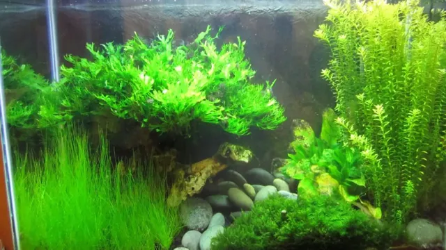 How to Create a Moss Wall in an Aquarium for a Stunning Underwater Landscape