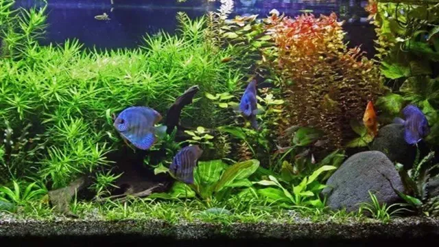 how to create a self cleaning aquarium