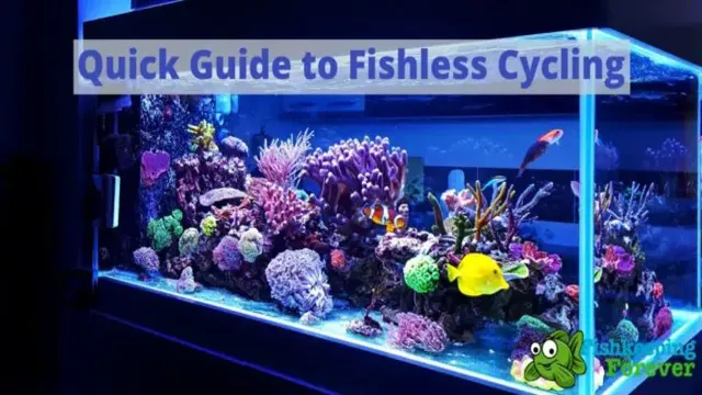 How to Create a Self Cycling Aquarium Ecosystem: A Step-by-Step Guide