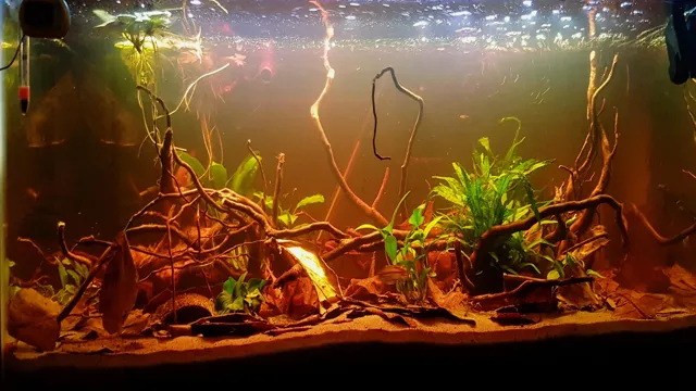 How to Create a Blackwater Aquarium: Step-by-Step Guide for Stunning Results