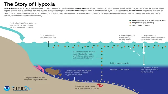 how to create hypoxic aquarium conditions