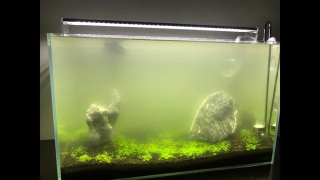 how to create my own fish aquarium bacteria culture colony
