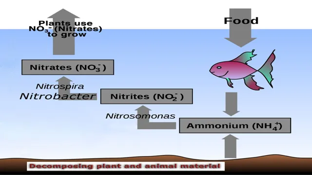 how to create nitrogen cycle in aquarium