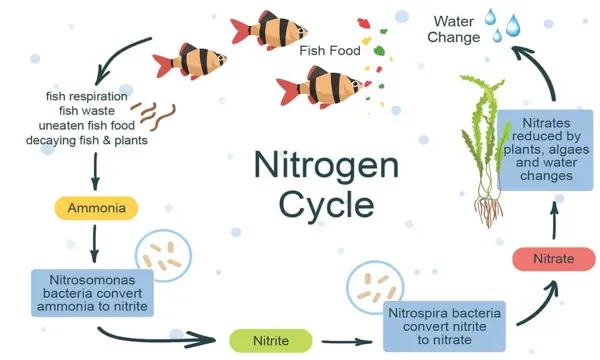 How to Create Nitrogen Cycle in Aquarium: A…