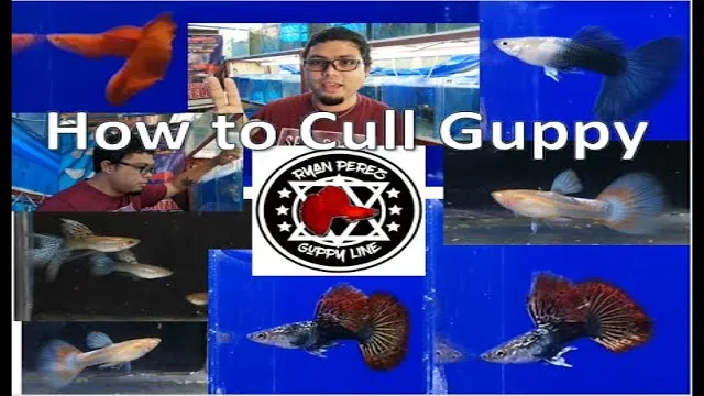 how to cull guppy aquarium fish