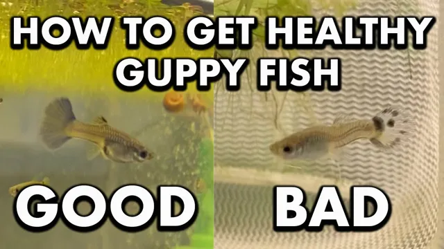 How to Cull Guppy Aquarium Fish: Tips and Tricks for Optimal Selection