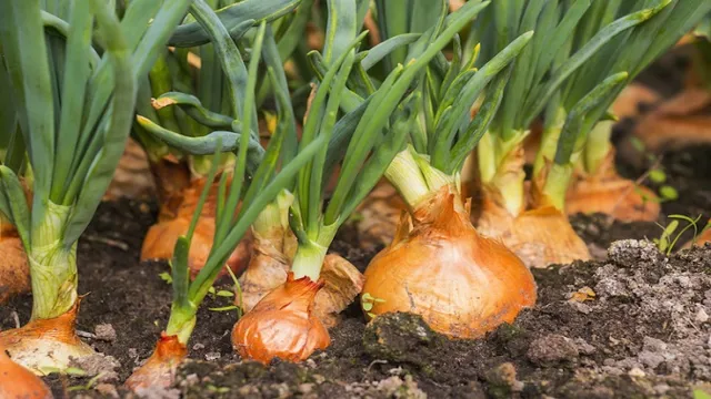 How to Cultivate a Aquarium Onion Plant: Tips for Successful Growth