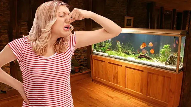 how to cure a smelly aquarium