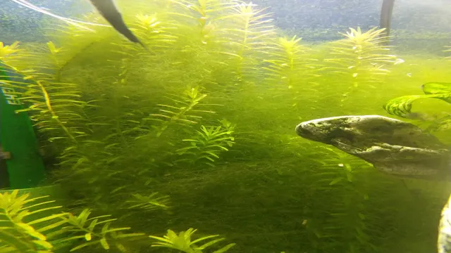how to cure algae bloom in aquarium