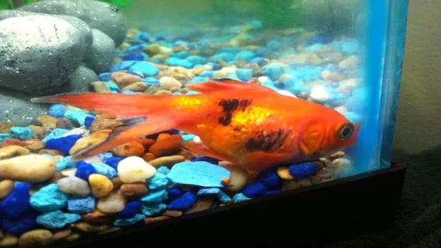 How to Cure Ammonia Burns in Aquarium Fish: A Step-by-Step Guide