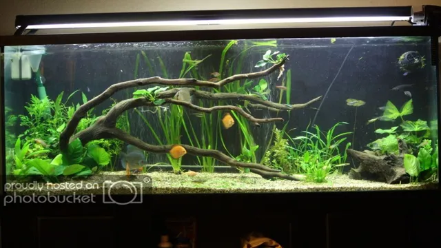 How to Cure Apple Wood for an Aquarium: Tips and Techniques