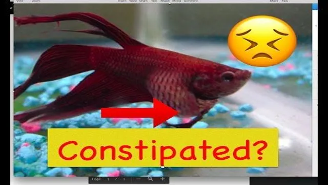 how to cure constipation in my aquarium fish