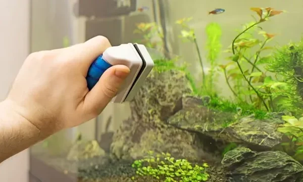 How to Cure Existing Aquarium Algae: Top Tips&hellip;