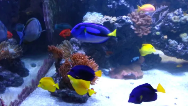 how to cure ich in a reef aquarium