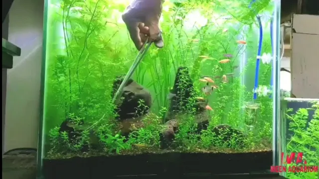 how to cut stem plants aquarium
